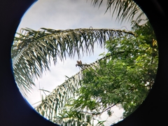 Streptopelia chinensis