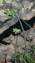 Senecio oxyriifolius