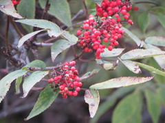 Sambucus sibirica