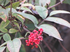 Sambucus sibirica