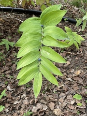 Polygonatum