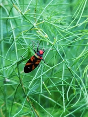 Lygaeus analis