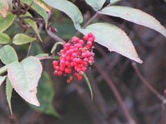 Sambucus sibirica