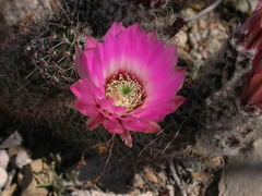 Echinocereus chisosensis