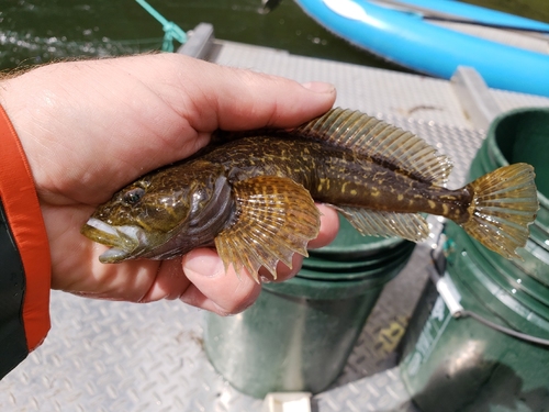 Prickly Sculpin