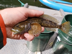 Prickly Sculpin photo 4