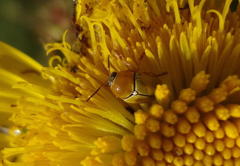 Cryptocephalus decemnotatus