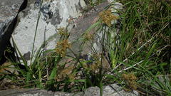 Cyperus glaucophyllus