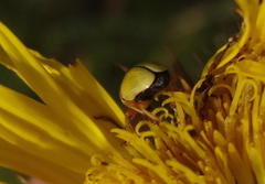 Cryptocephalus decemnotatus