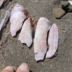 Solecurtus strigilatus