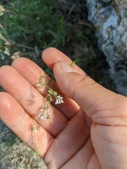 Asperula tenella