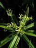 Cyperus albostriatus - Photo (c) Kate Braun, algunos derechos reservados (CC BY-NC), subido por Kate Braun