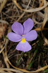 Viola bertolonii