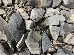 Chalcophora virginiensis