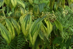Miconia dentata