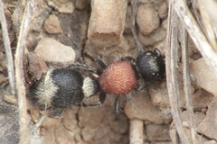 Stenomutilla argentata