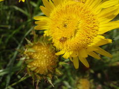 Berkheya radula