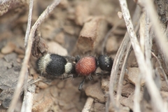 Stenomutilla argentata