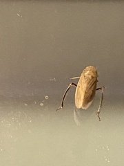 Negosiana dualis
