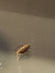 Negosiana dualis