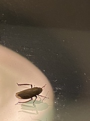 Negosiana dualis