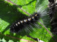 Afromurzinia lutescens