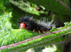 Afromurzinia lutescens