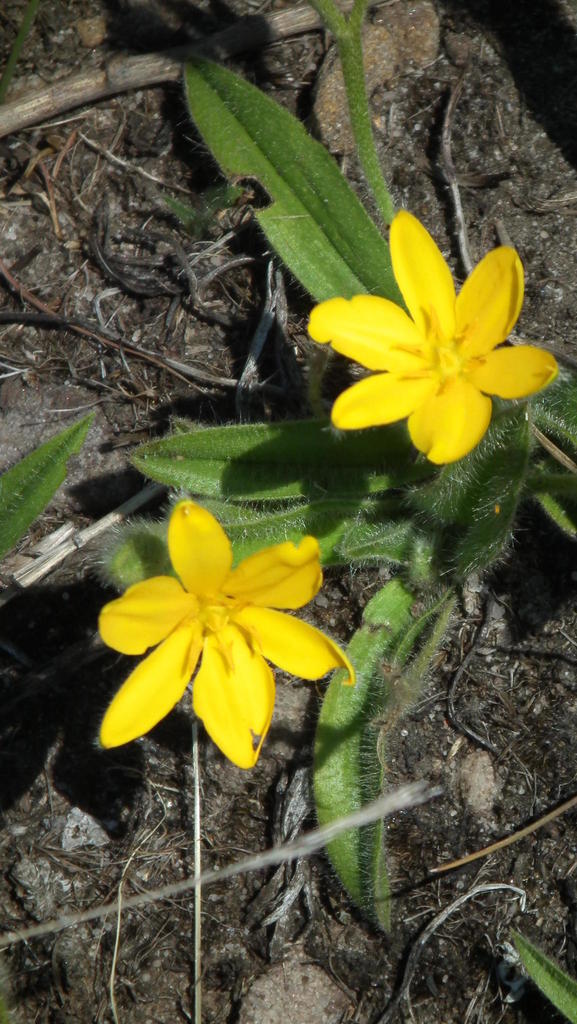 Hypoxis parvifolia (Hypoxis parvifolia)
