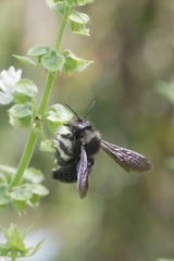 Xylocopa iris