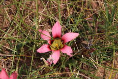 Romulea hirsuta