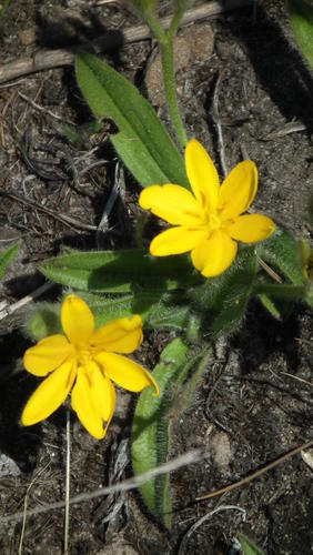 Hypoxis parvifolia
