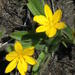 Hypoxis parvifolia - Photo (c) Shaun Swanepoel, some rights reserved (CC BY-NC-SA), uploaded by Shaun Swanepoel