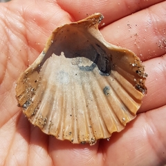 Pecten jacobaeus