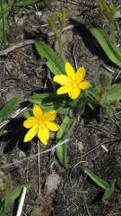 Hypoxis parvifolia