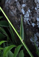 Urochloa serrata