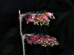 Urochloa serrata
