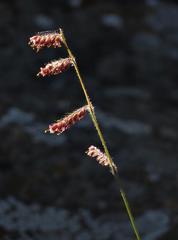 Urochloa serrata
