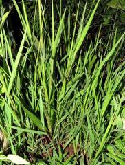 Urochloa serrata