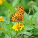 Indian Fritillary - Photo (c) Sterling Sheehy, some rights reserved (CC BY), uploaded by Sterling Sheehy