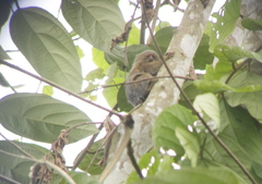 Cebuella pygmaea