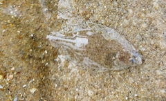 Pleuronectinae