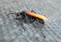 Calopompilus pyrrhomelas