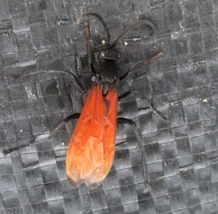 Calopompilus pyrrhomelas