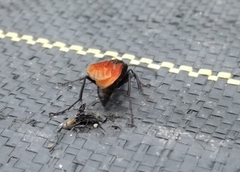 Calopompilus pyrrhomelas