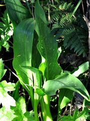 Zantedeschia rehmannii image