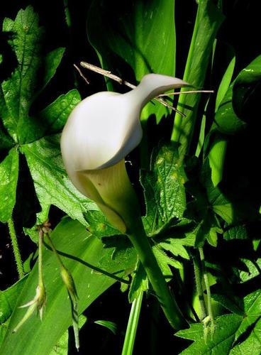 Zantedeschia image