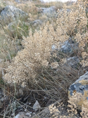 Odontarrhena tortuosa