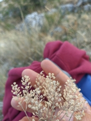 Odontarrhena tortuosa