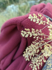 Odontarrhena tortuosa