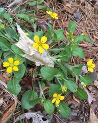 Chrysogonum